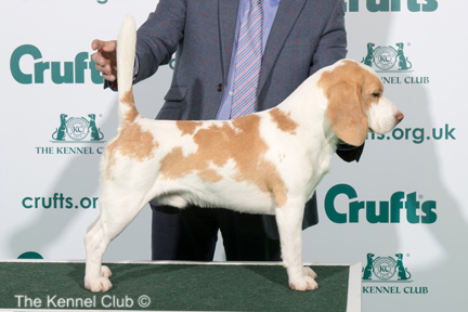 Crufts 2020