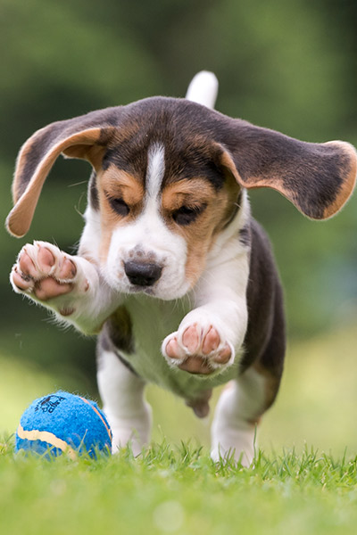 Beagle-banner-chovatelský servis