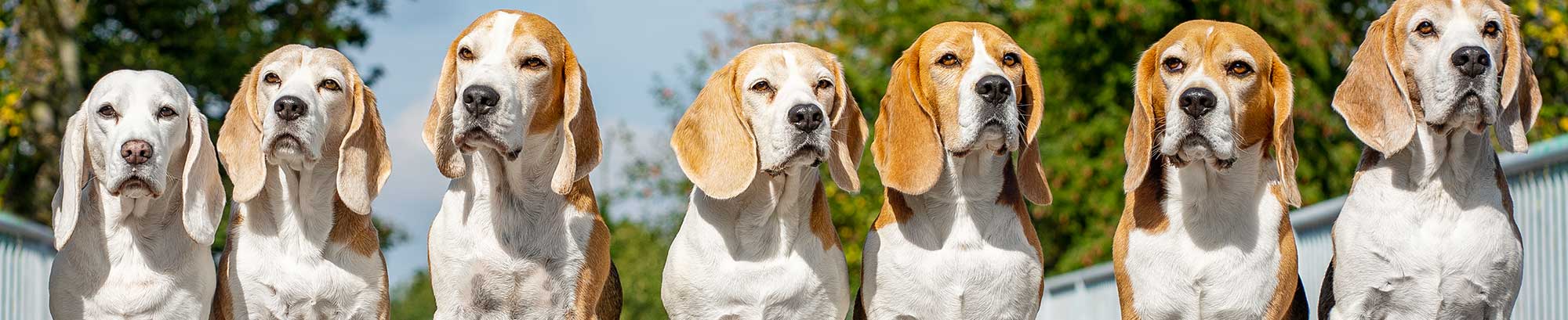 Beagle club čr-banner page