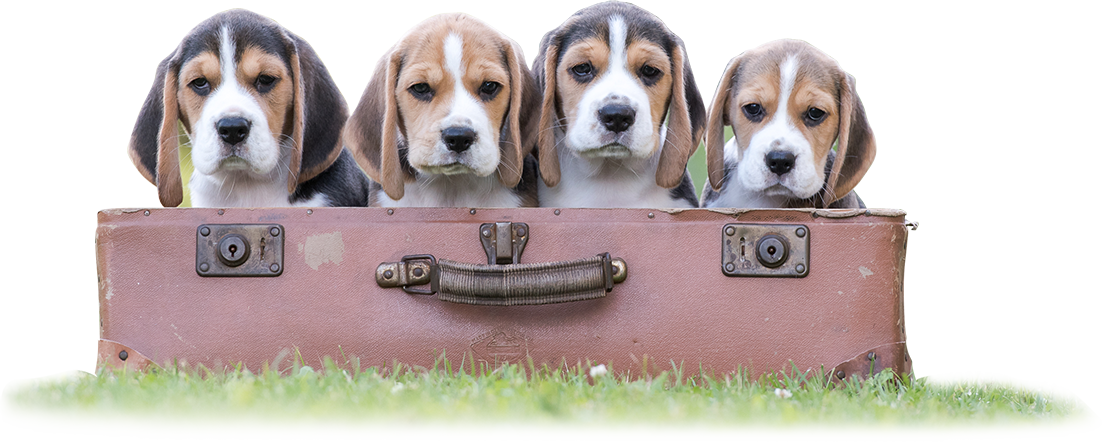 Beagle-štěnata-uvod-page