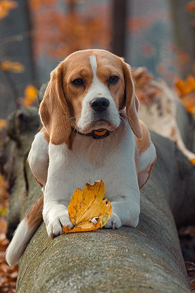 Beagle-banner-klubové zkoušky
